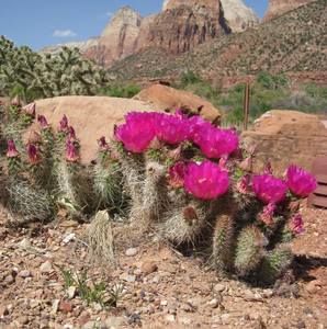 Meet your Posher, Ada